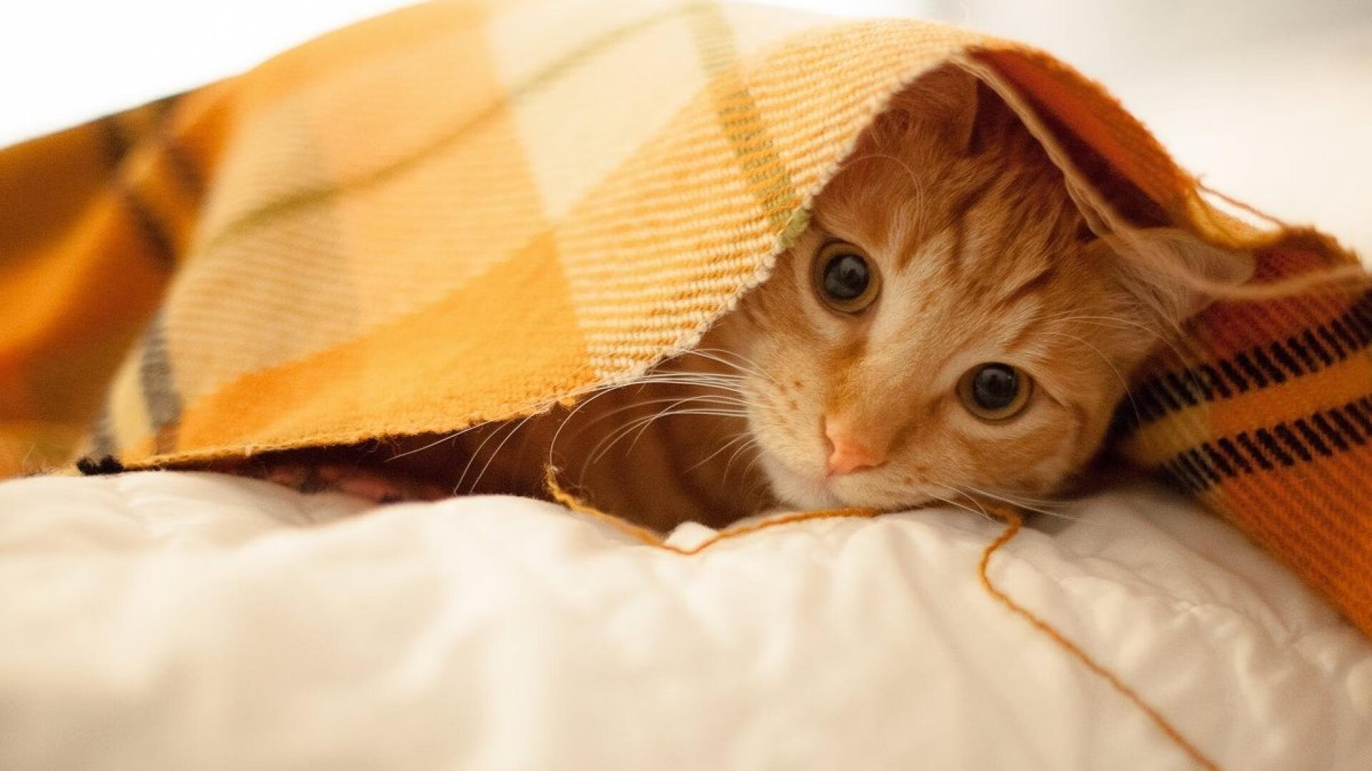 校园足球联赛升级比赛场地提升整体参赛体验,校园足球班级联赛比赛规程