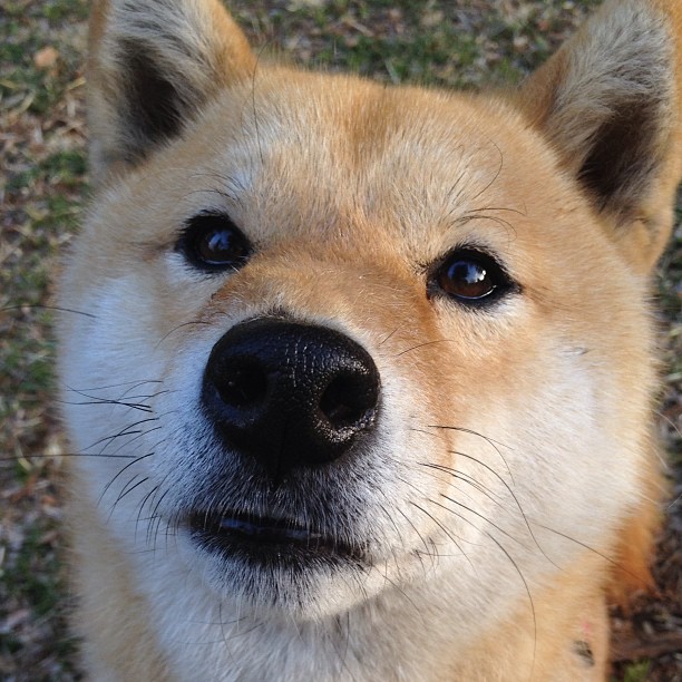 Kaiyun(中国)开云-橄榄球培训课程进驻高校体系，橄榄球教育