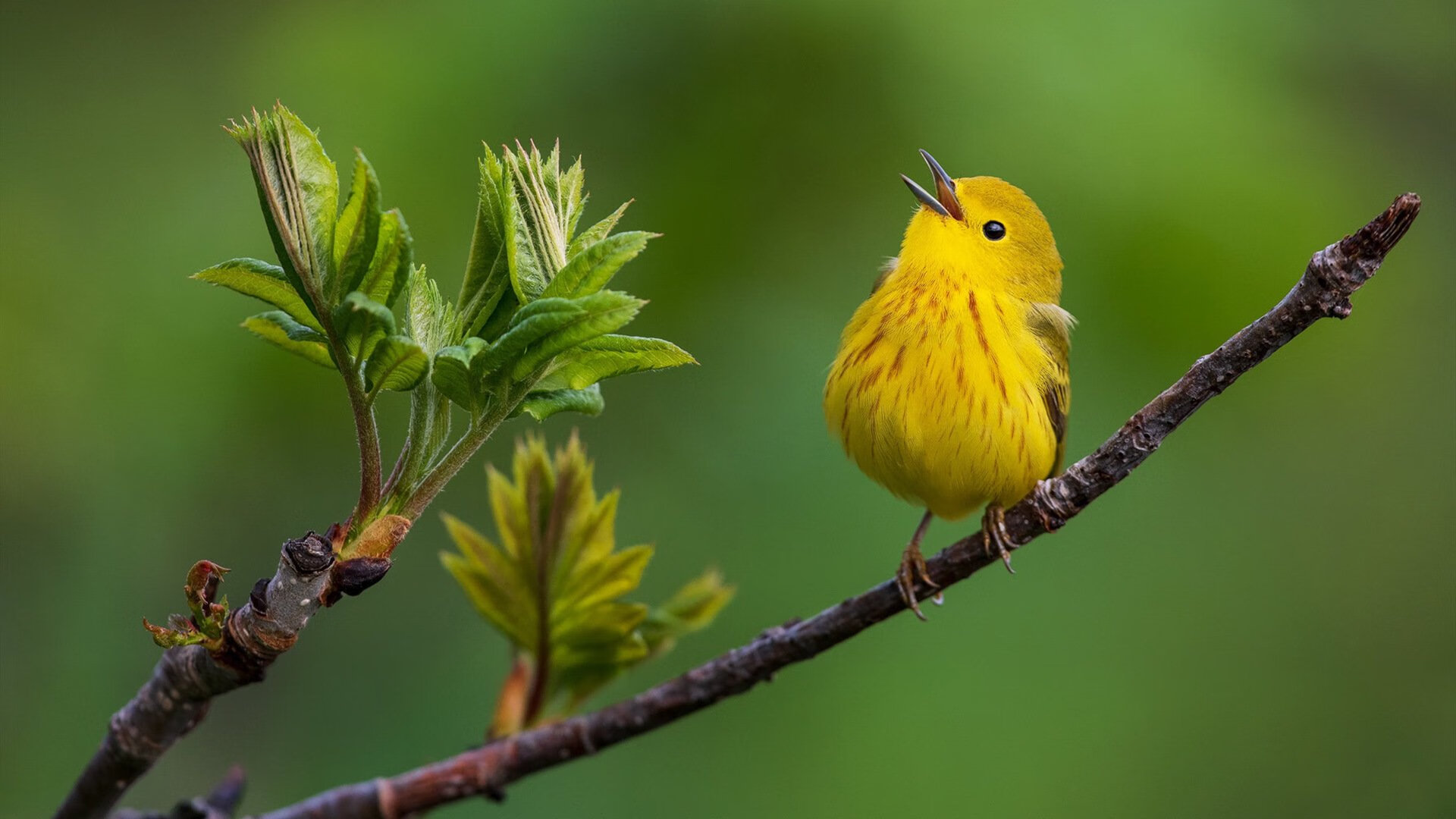 欧洲杯战况激烈:舞台无限精彩!,欧洲杯战记